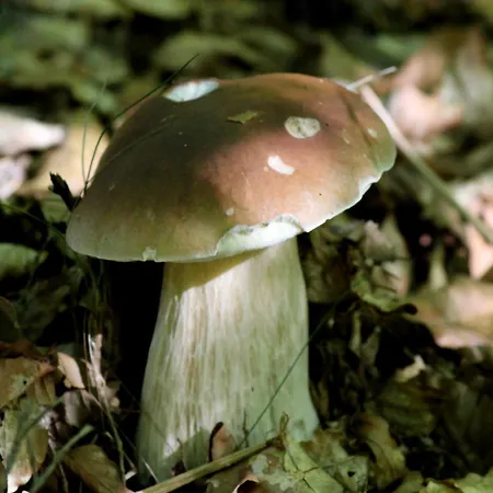 Agroturystyka U Iwonki 팜스테이 Bialowas