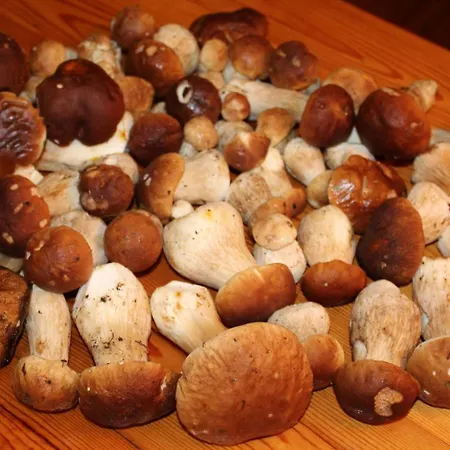 Agroturystyka U Iwonki Farm stay
