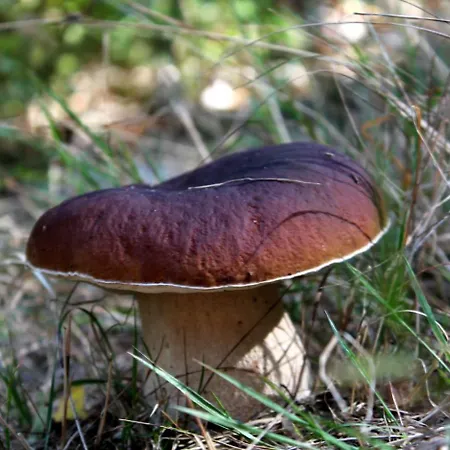 팜스테이 Agroturystyka U Iwonki