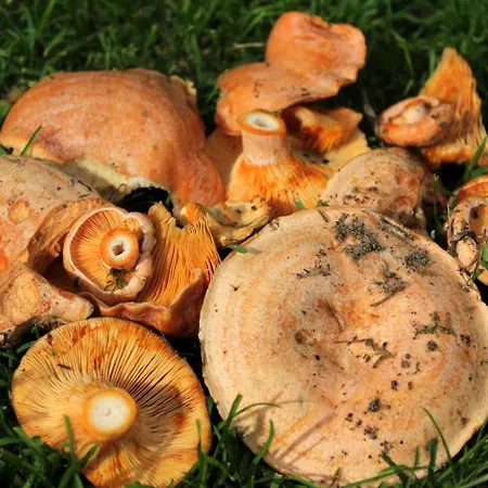 Agroturystyka U Iwonki 팜스테이 Bialowas