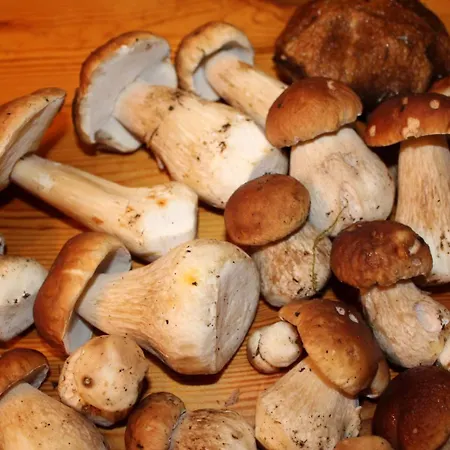 팜스테이 Agroturystyka U Iwonki Bialowas