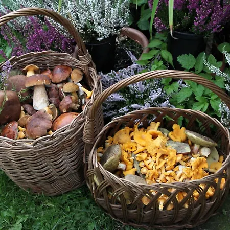 Agroturystyka U Iwonki Farm stay