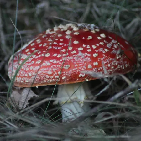Agroturystyka U Iwonki 팜스테이