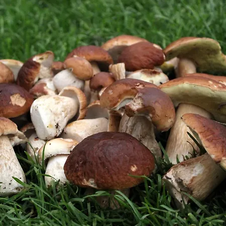 팜스테이 Agroturystyka U Iwonki *