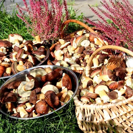 Agroturystyka U Iwonki Farm stay Bialowas