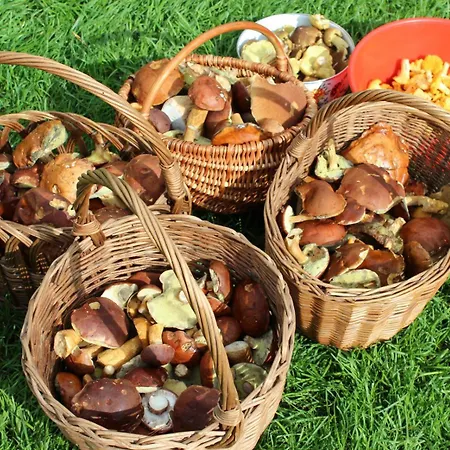 Agroturystyka U Iwonki *
