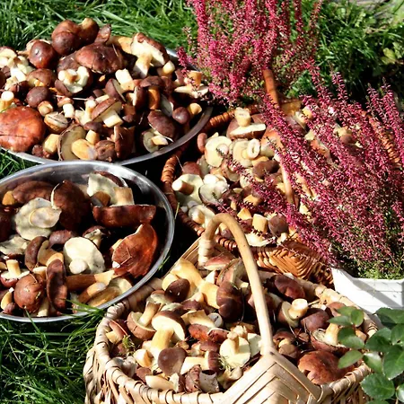 Agroturystyka U Iwonki Bialowas