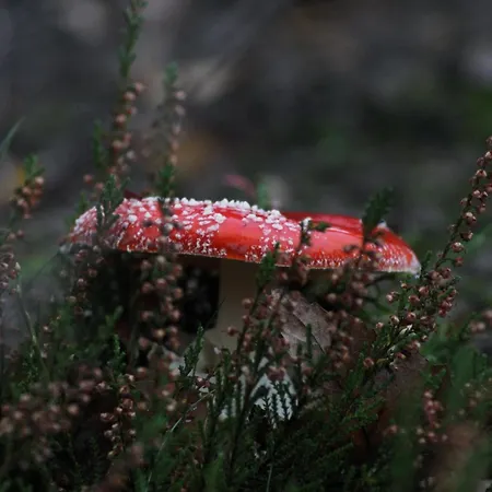 팜스테이 Agroturystyka U Iwonki