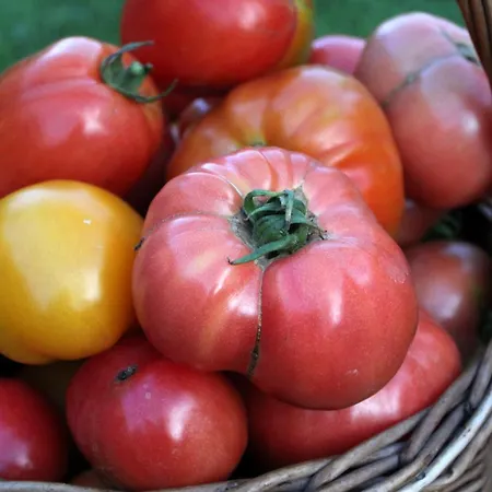 Agroturystyka U Iwonki 팜스테이 *