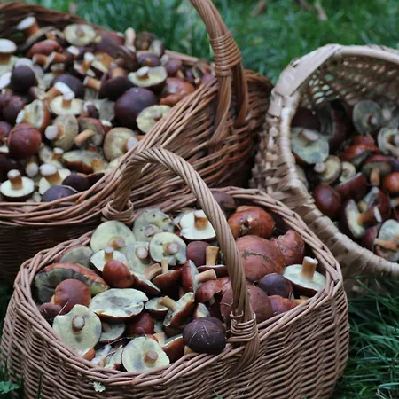 Agroturystyka U Iwonki Farm stay Bialowas