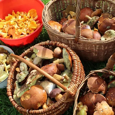 Agroturystyka U Iwonki * Bialowas
