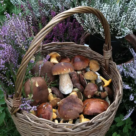 Agroturystyka U Iwonki 팜스테이 *