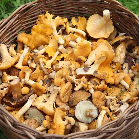 Agroturystyka U Iwonki 팜스테이 Bialowas