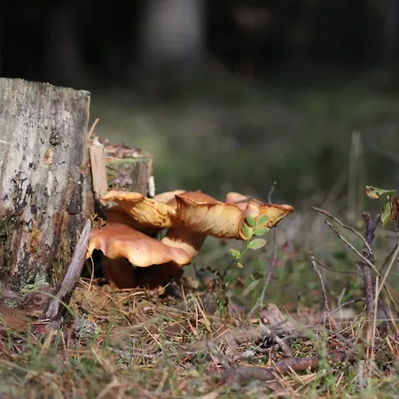 Agroturystyka U Iwonki