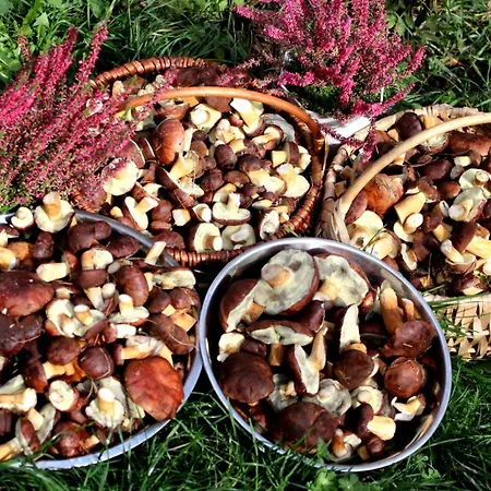 Agroturystyka U Iwonki 팜스테이 *