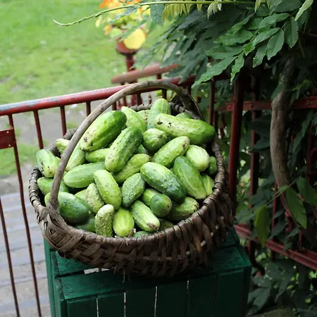 팜스테이 Agroturystyka U Iwonki *