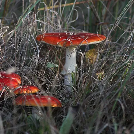 Agroturystyka U Iwonki Bialowas